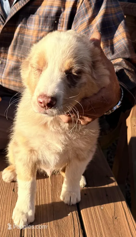 Max – Australian Shepherd puppy for sale in Crewe, VA