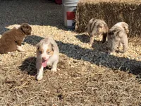 Max, a male Australian Shepherd for sale in Crewe, VA – Photo 2 of 2