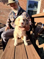 Sunny, a female Australian Shepherd for sale in Crewe, VA – Photo 3 of 3