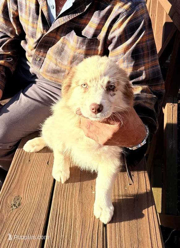 Sunny – Australian Shepherd puppy for sale in Crewe, VA