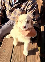 Sunny, a female Australian Shepherd for sale in Crewe, VA – Photo 1 of 3