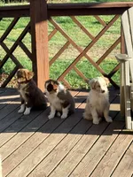 Sunny, a female Australian Shepherd for sale in Crewe, VA – Photo 2 of 3