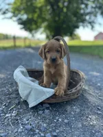 Bella, a female Labrador Retriever and Golden Irish for sale in Chambersburg, PA – 4 of 5