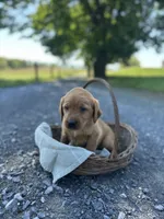Bobbi, a female Labrador Retriever and Golden Irish for sale in Chambersburg, PA – 3 of 5