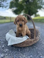 Bria, a female Labrador Retriever and Golden Irish for sale in Chambersburg, PA – 5 of 5