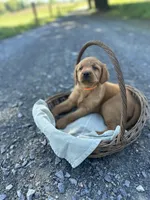 Bobbi, a female Labrador Retriever and Golden Irish for sale in Chambersburg, PA – 5 of 5