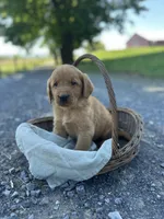 Brandi, a female Labrador Retriever and Golden Irish for sale in Chambersburg, PA – 5 of 5