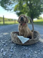 Bella, a female Labrador Retriever and Golden Irish for sale in Chambersburg, PA – 3 of 5