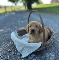 Brandi, a female Labrador Retriever and Golden Irish for sale in Chambersburg, PA – 2 of 5