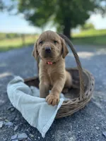 Blondie, a female Labrador Retriever and Golden Irish for sale in Chambersburg, PA – 1 of 5