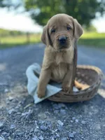 Brandi, a female Labrador Retriever and Golden Irish for sale in Chambersburg, PA – 3 of 5