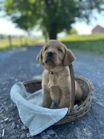 Brandi, a female Labrador Retriever and Golden Irish for sale in Chambersburg, PA – 4 of 5
