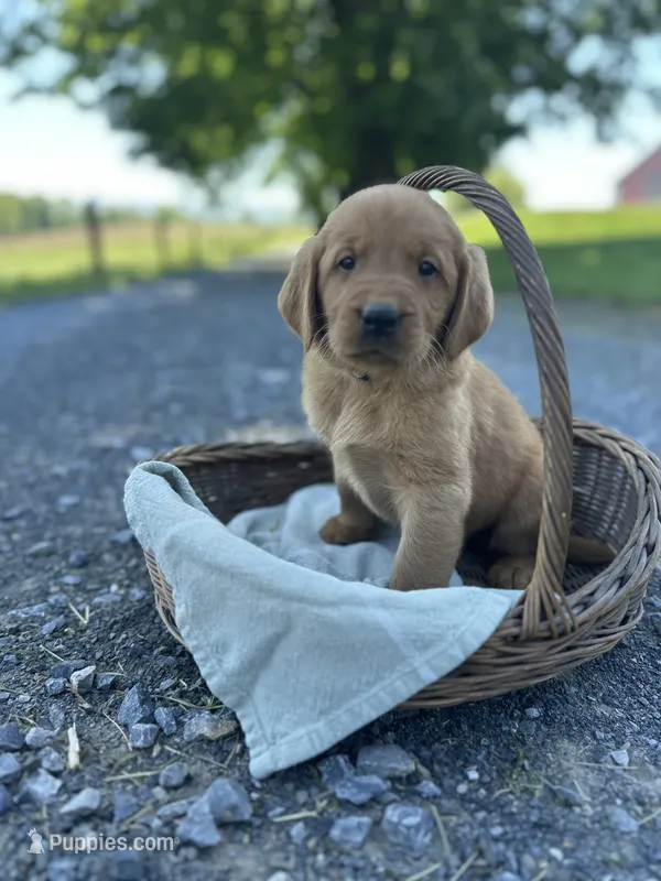 Brandi – Labrador Retriever, Golden Irish puppy for sale in Chambersburg, PA
