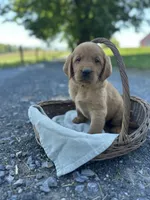 Brandi, a female Labrador Retriever and Golden Irish for sale in Chambersburg, PA – 1 of 5