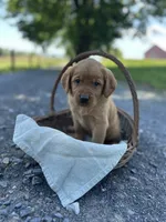 Button, a female Labrador Retriever and Golden Irish for sale in Chambersburg, PA – 2 of 5