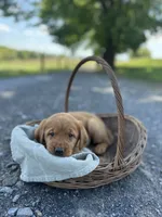 Blondie, a female Labrador Retriever and Golden Irish for sale in Chambersburg, PA – 3 of 5