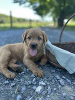 Bobbi, a female Labrador Retriever and Golden Irish for sale in Chambersburg, PA – 2 of 5