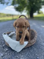 Bria, a female Labrador Retriever and Golden Irish for sale in Chambersburg, PA – 4 of 5