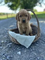 Button, a female Labrador Retriever and Golden Irish for sale in Chambersburg, PA – 5 of 5