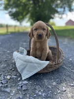 Blondie, a female Labrador Retriever and Golden Irish for sale in Chambersburg, PA – 2 of 5