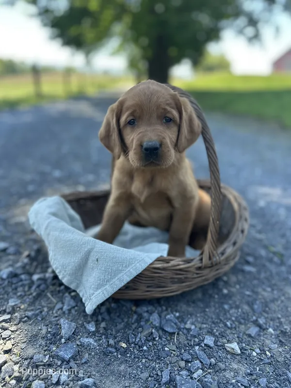 Bella – Labrador Retriever, Golden Irish puppy for sale in Chambersburg, PA
