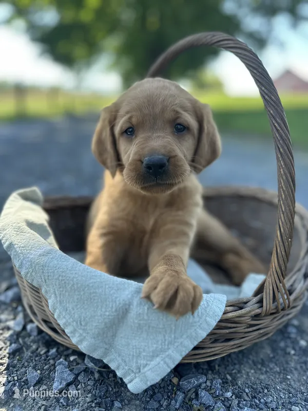 Bobbi – Labrador Retriever, Golden Irish puppy on hold in Chambersburg, PA