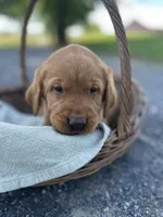 Blondie, a female Labrador Retriever and Golden Irish for sale in Chambersburg, PA – 4 of 5