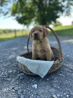 Button, a female Labrador Retriever and Golden Irish for sale in Chambersburg, PA – 3 of 5