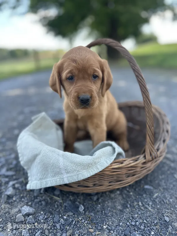 Bria – Labrador Retriever, Golden Irish puppy for sale in Chambersburg, PA
