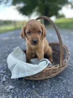 Bria, a female Labrador Retriever and Golden Irish for sale in Chambersburg, PA – 1 of 5
