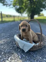 Bobbi, a female Labrador Retriever and Golden Irish for sale in Chambersburg, PA – 4 of 5
