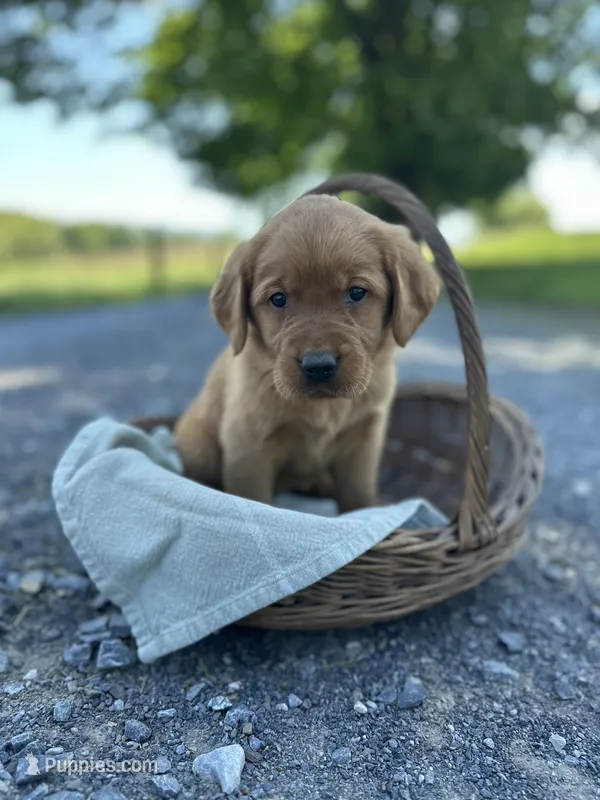 Button – Labrador Retriever, Golden Irish puppy for sale in Chambersburg, PA