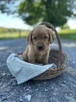 Button, a female Labrador Retriever and Golden Irish for sale in Chambersburg, PA – 1 of 5