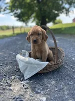 Blondie, a female Labrador Retriever and Golden Irish for sale in Chambersburg, PA – 5 of 5