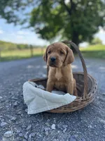 Bria, a female Labrador Retriever and Golden Irish for sale in Chambersburg, PA – 3 of 5