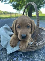 Bella, a female Labrador Retriever and Golden Irish for sale in Chambersburg, PA – 5 of 5