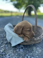 Bella, a female Labrador Retriever and Golden Irish for sale in Chambersburg, PA – 2 of 5