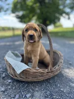 Bria, a female Labrador Retriever and Golden Irish for sale in Chambersburg, PA – 2 of 5