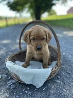 Button, a female Labrador Retriever and Golden Irish for sale in Chambersburg, PA – 4 of 5