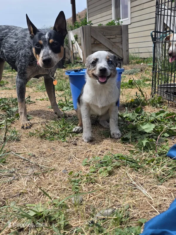 Blue Merle  – Australian Cattle Dog, Miniature Australian Shepherd puppy for sale in Riverside, WA