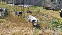Blue Merle , a female Australian Cattle Dog and Miniature Australian Shepherd for sale in Riverside, WA – Photo 5 of 5