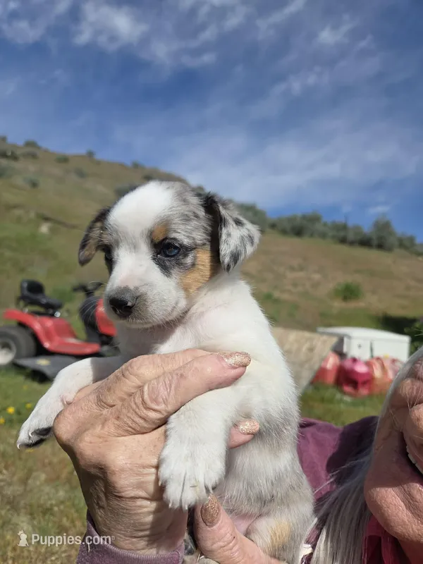 Blue Merle , a female Australian Cattle Dog and Miniature Australian Shepherd for sale in Riverside, WA – Photo 1 of 5