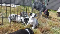 Blue Merle , a female Australian Cattle Dog and Miniature Australian Shepherd for sale in Riverside, WA – Photo 4 of 5