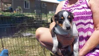 Black tri , a male Australian Cattle Dog and Miniature Australian Shepherd for sale in Riverside, WA – 2 of 8