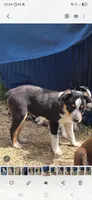 Black tri , a male Australian Cattle Dog and Miniature Australian Shepherd for sale in Riverside, WA – 4 of 8