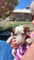 Red tri, a female Australian Cattle Dog and Miniature Australian Shepherd for sale in Riverside, WA – 4 of 7