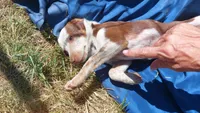 Red tri, a female Australian Cattle Dog and Miniature Australian Shepherd for sale in Riverside, WA – 7 of 7