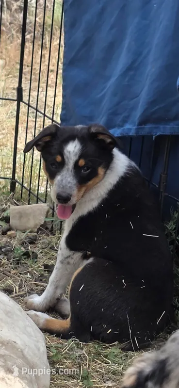 Black tri  – Australian Cattle Dog, Miniature Australian Shepherd puppy for sale in Riverside, WA