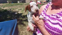 Red tri, a female Australian Cattle Dog and Miniature Australian Shepherd for sale in Riverside, WA – 5 of 7