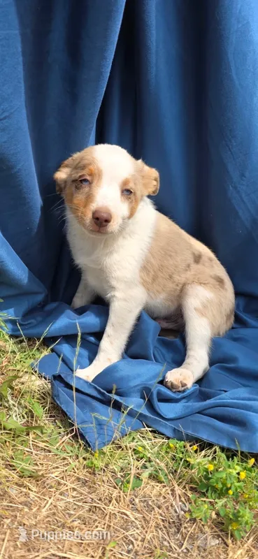 Red Merle – Miniature Australian Shepherd puppy for sale in Riverside, WA
